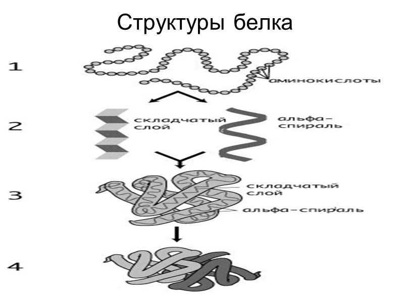 Структуры белка